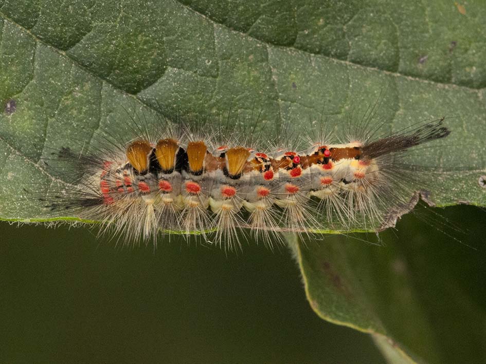 Bruco da ID - Orgyia (Orgyia) antiqua