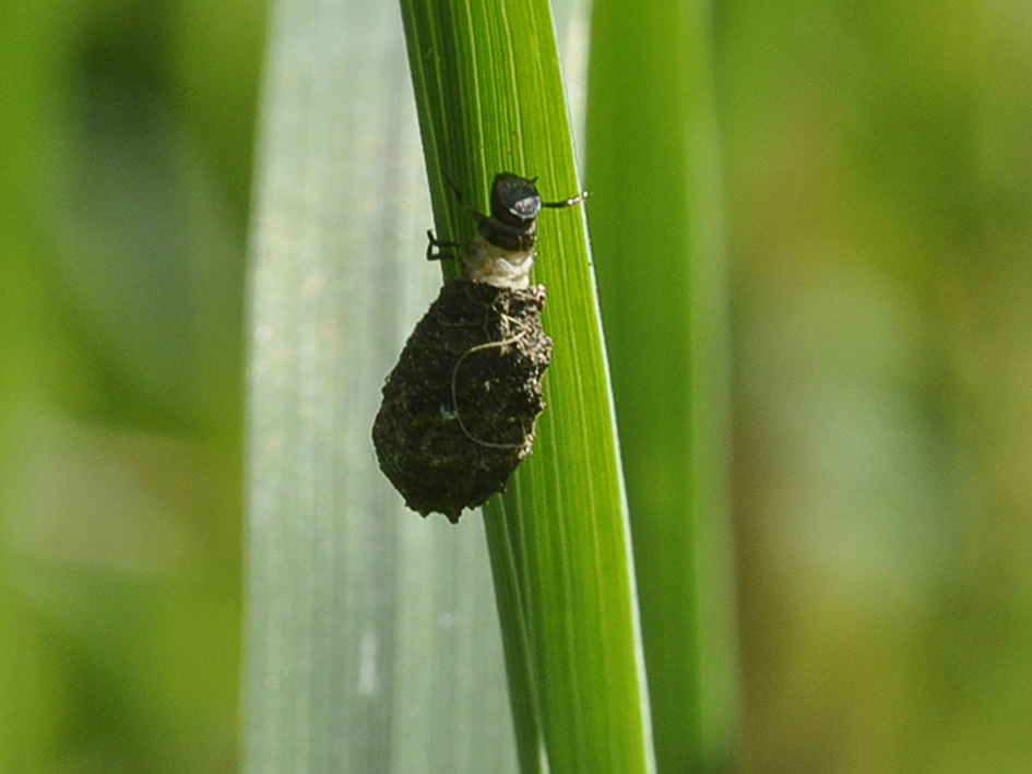 Psychidae?
