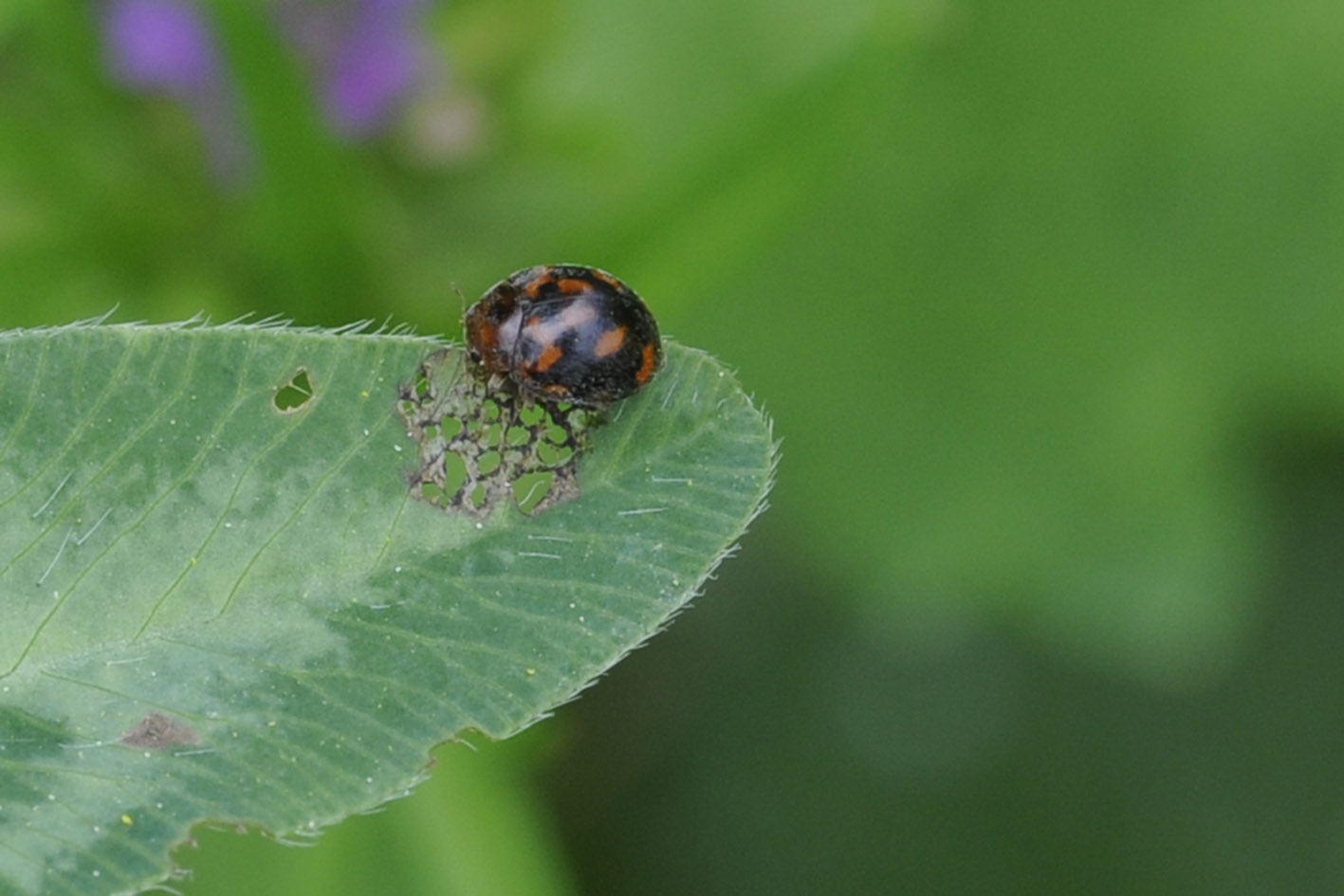 Subcoccinella vigintiquatuorpunctata, Coccinellidae