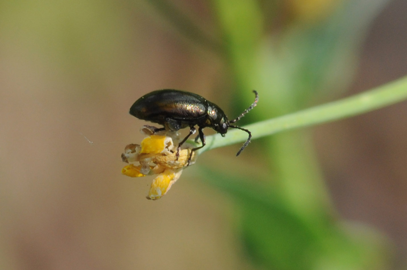 Altica sp., Chrysomelidae