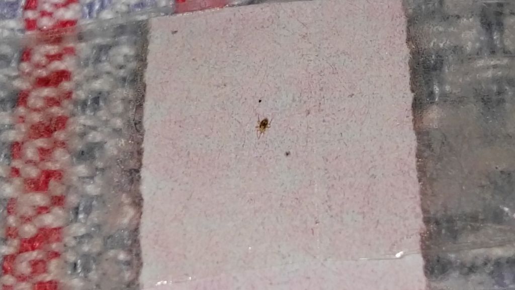 Rishiesta ID possibile acaro