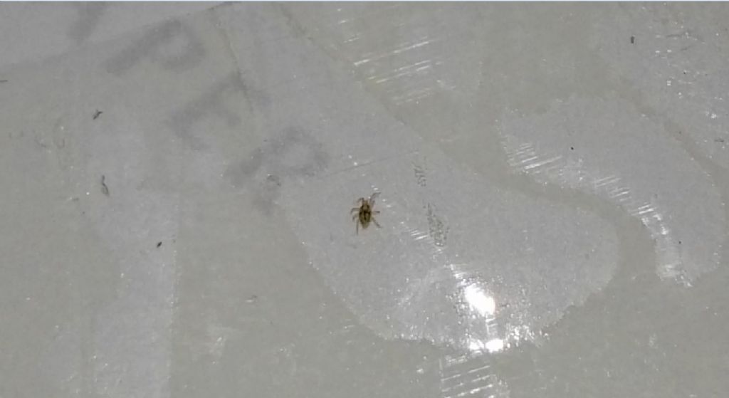 Rishiesta ID possibile acaro