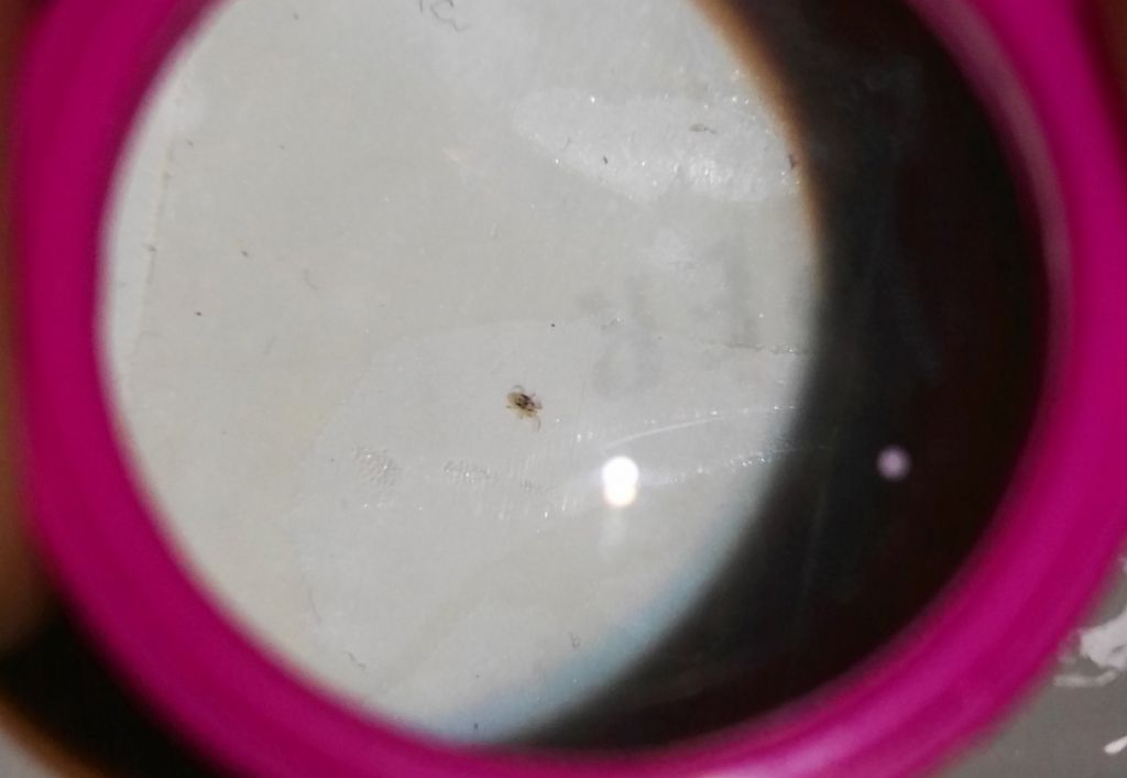 Rishiesta ID possibile acaro