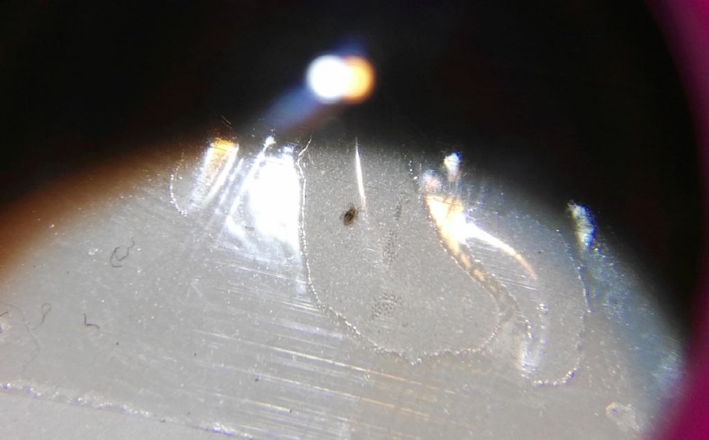 Rishiesta ID possibile acaro