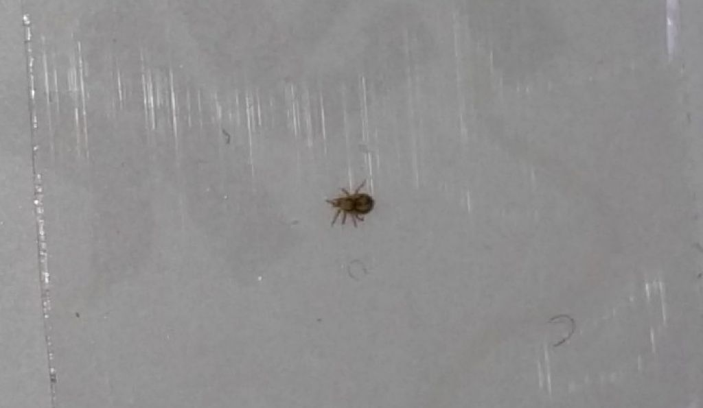Rishiesta ID possibile acaro