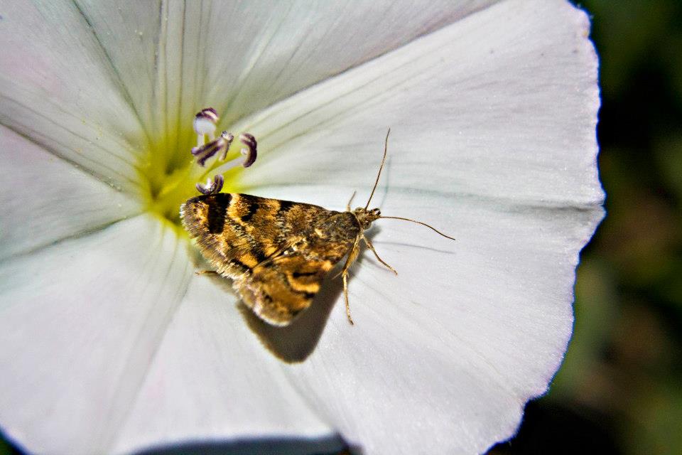 aiuto identificazione 3 farfalle