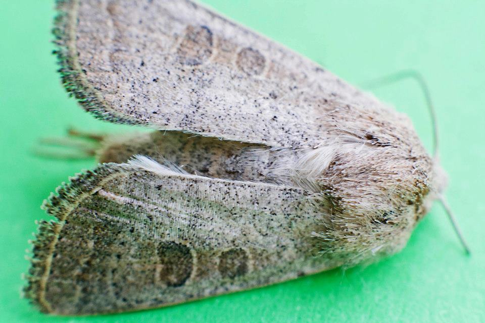 aiuto identificazione 3 farfalle
