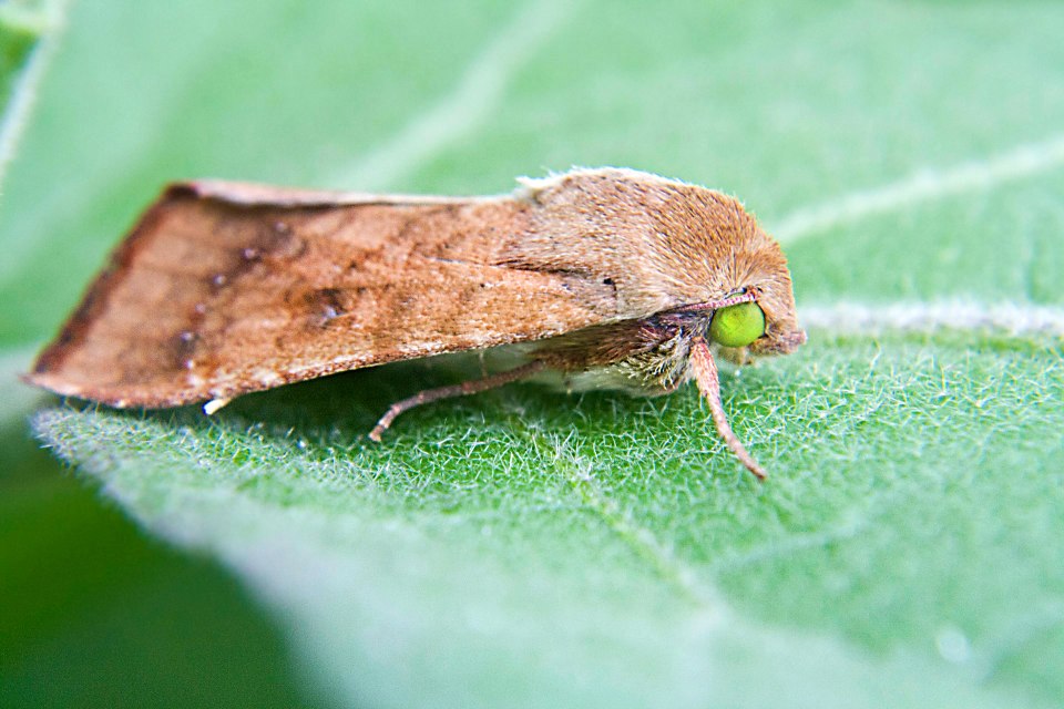 aiuto identificazione 3 farfalle