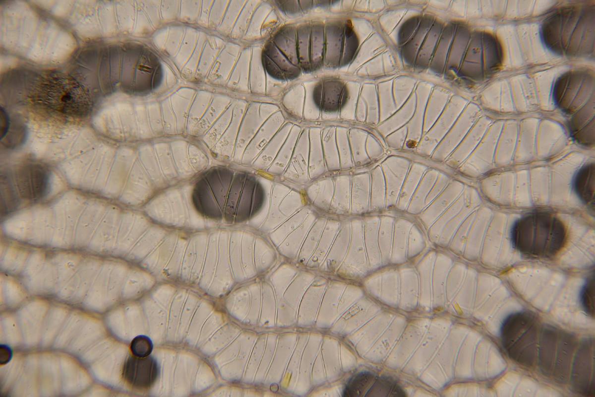 illuminazione Zeiss Photomic I