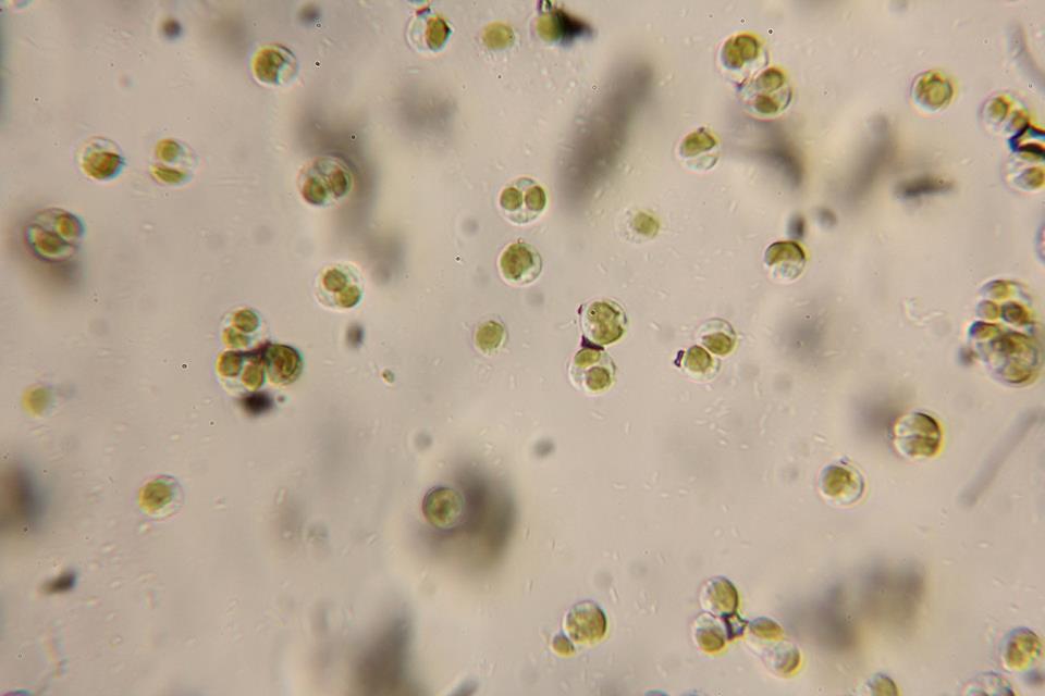 Nannochloris?