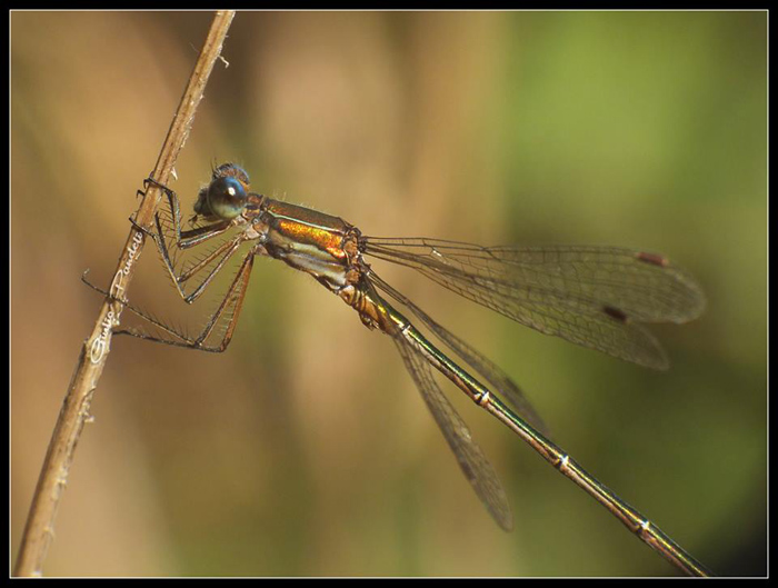 Lestes virens