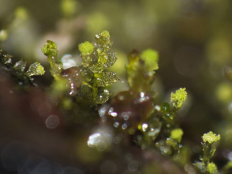 Calypogeia arguta Nees & Mont. ex Nees