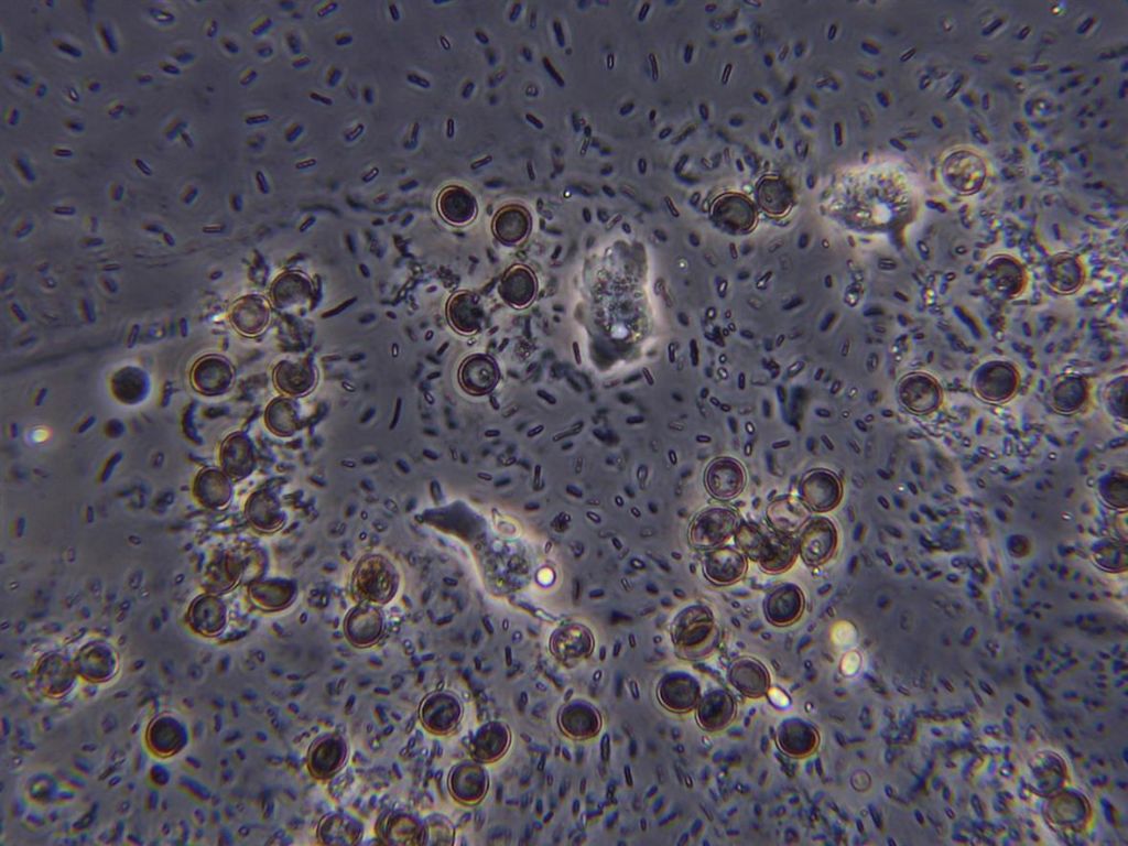 prove di coltivazione di Stemonitis