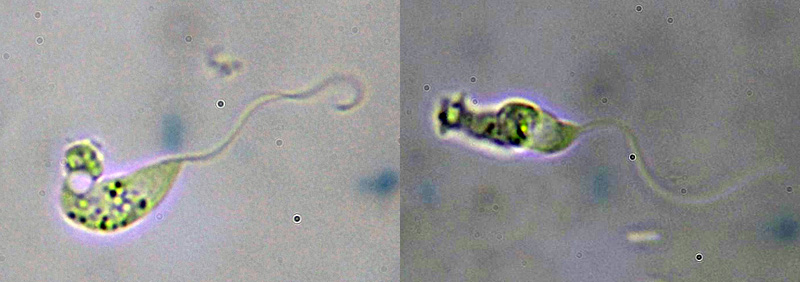 prove di coltivazione di Stemonitis