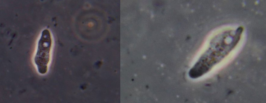 prove di coltivazione di Stemonitis