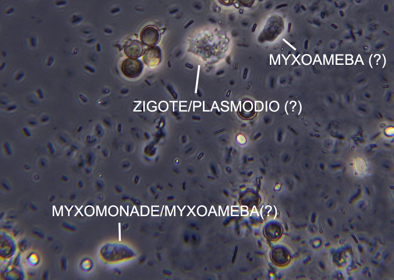 prove di coltivazione di Stemonitis