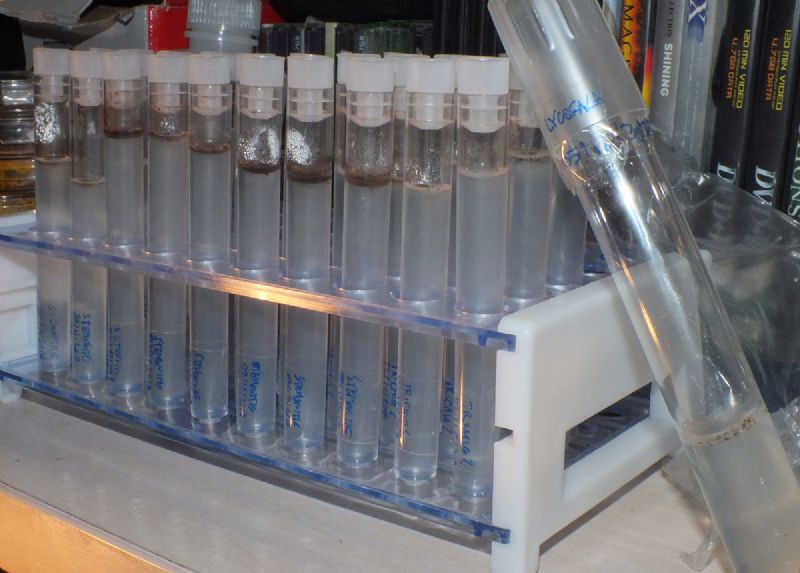 prove di coltivazione di Stemonitis