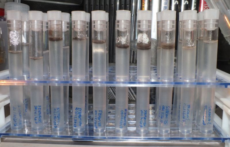 prove di coltivazione di Stemonitis