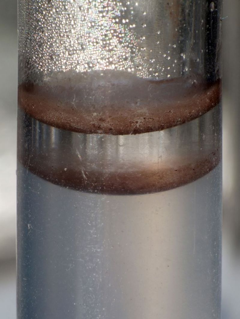 prove di coltivazione di Stemonitis