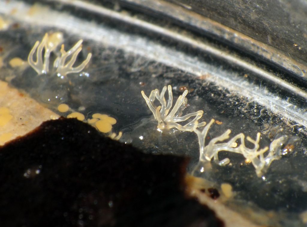 Ceratiomyxa