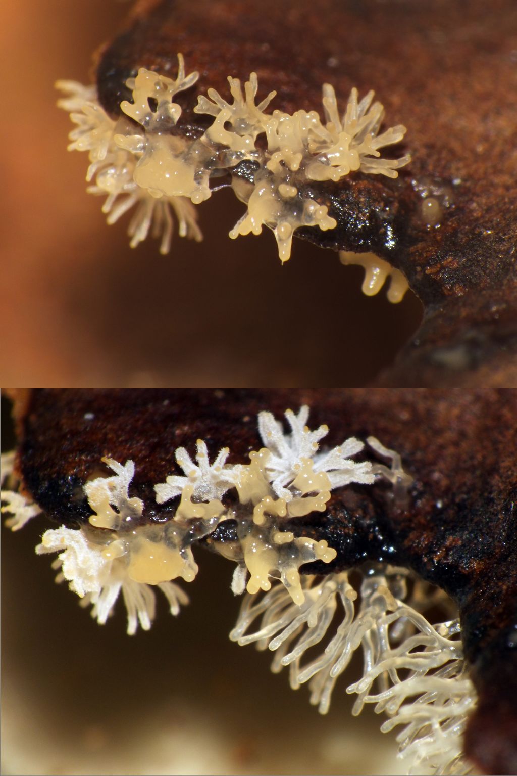 Ceratiomyxa