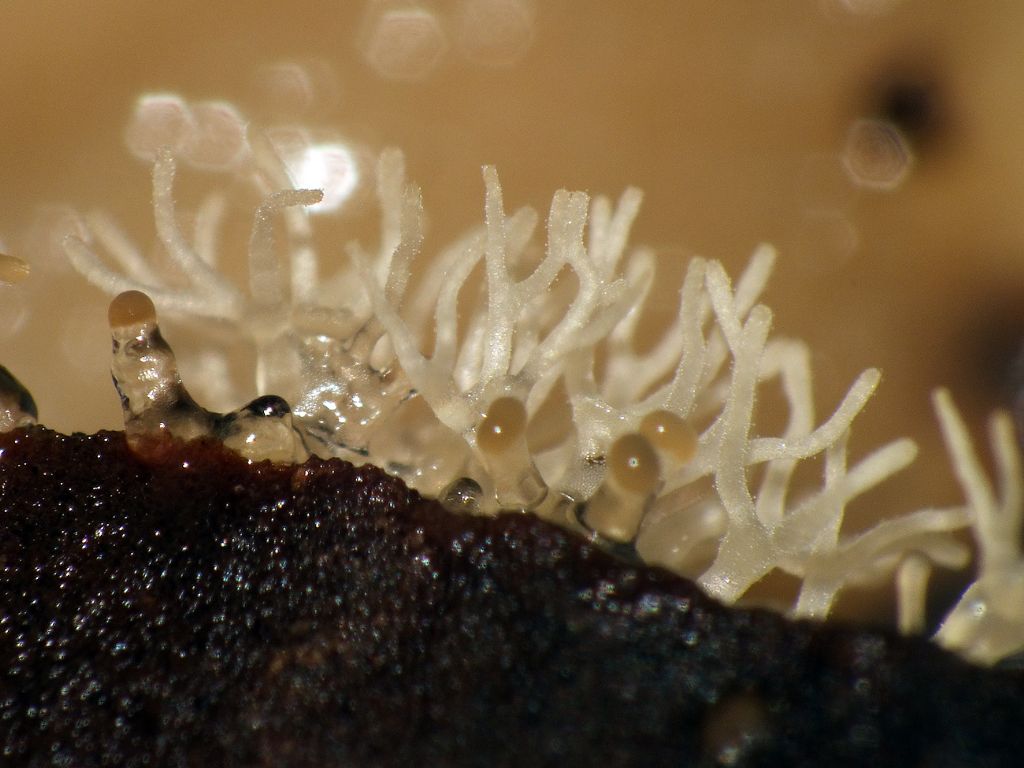 Ceratiomyxa