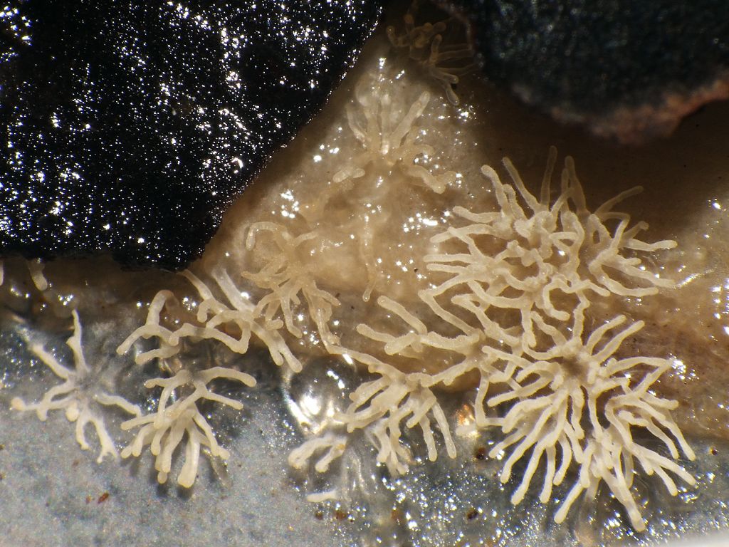 Ceratiomyxa