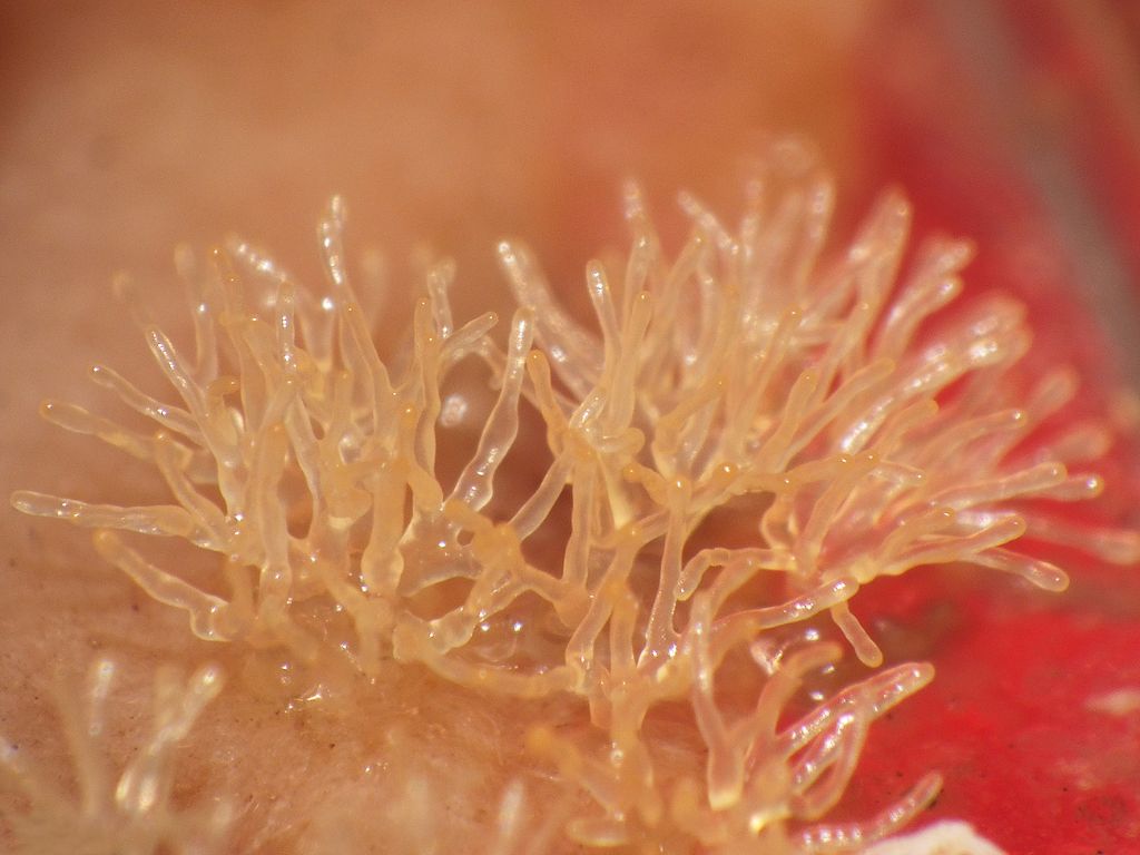 Ceratiomyxa