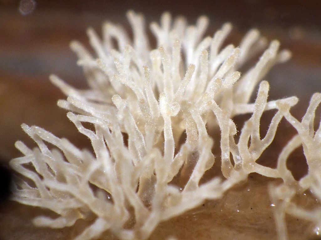 Ceratiomyxa