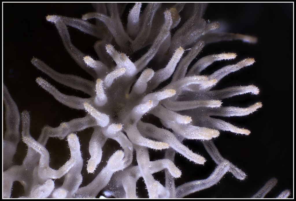 Ceratiomyxa