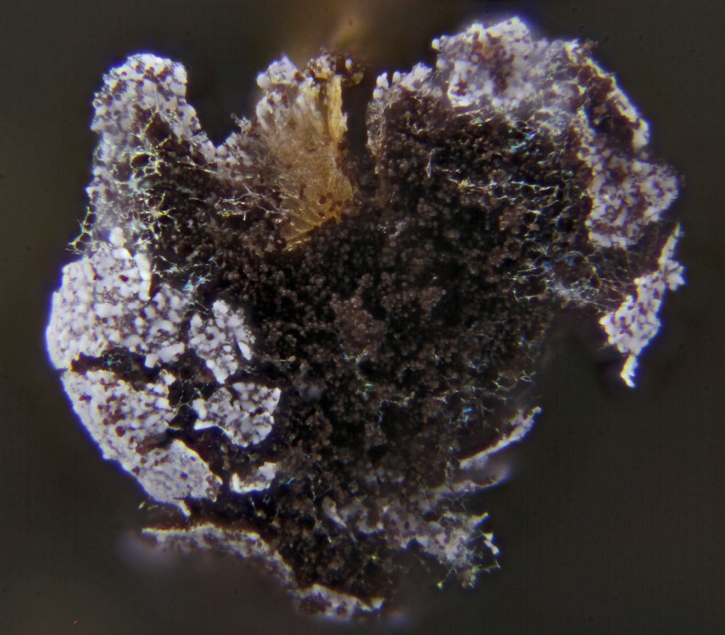 Physarum sp.