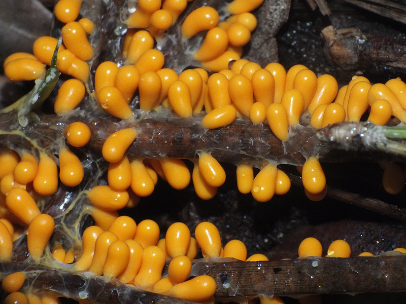 Leocarpus fragilis