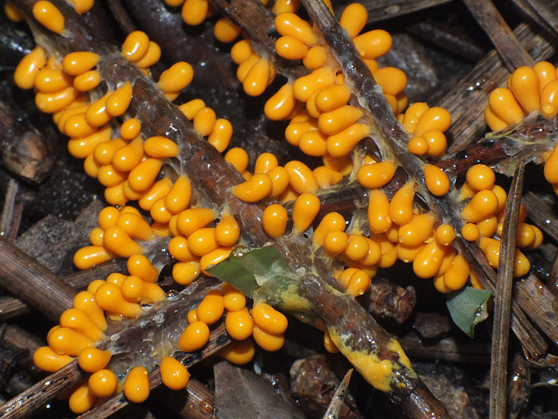 Leocarpus fragilis