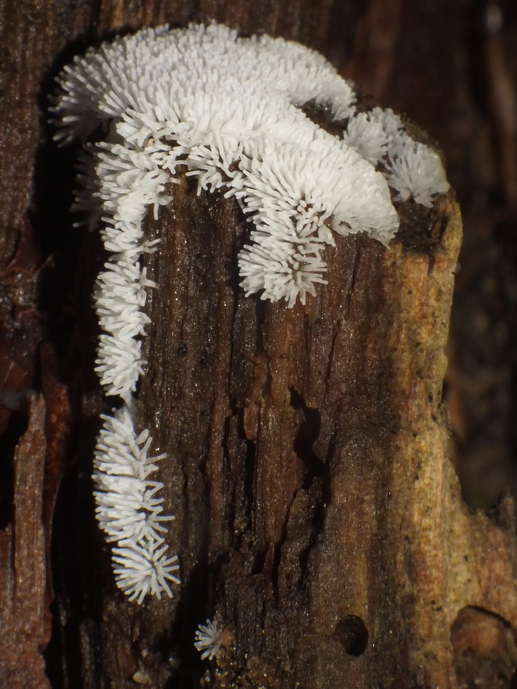 Ceratiomyxa fruticulosa