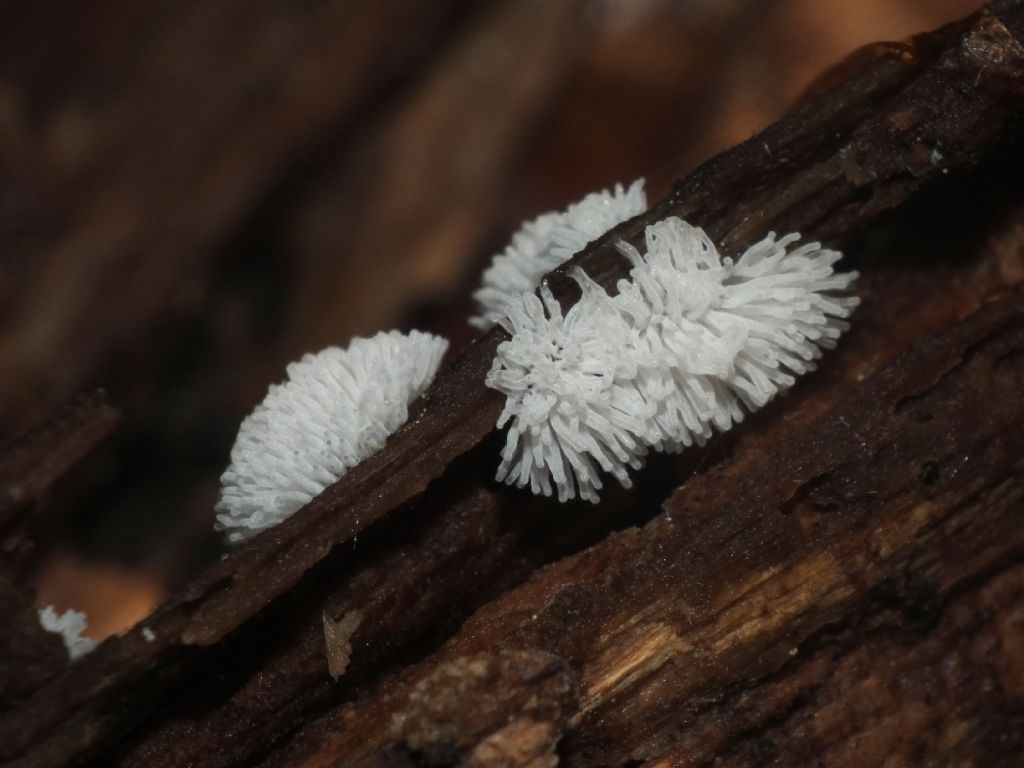 Ceratiomyxa fruticulosa