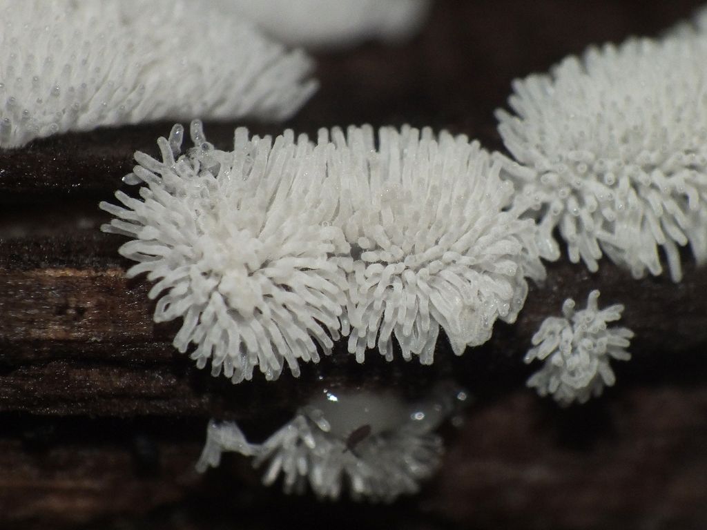 Ceratiomyxa fruticulosa