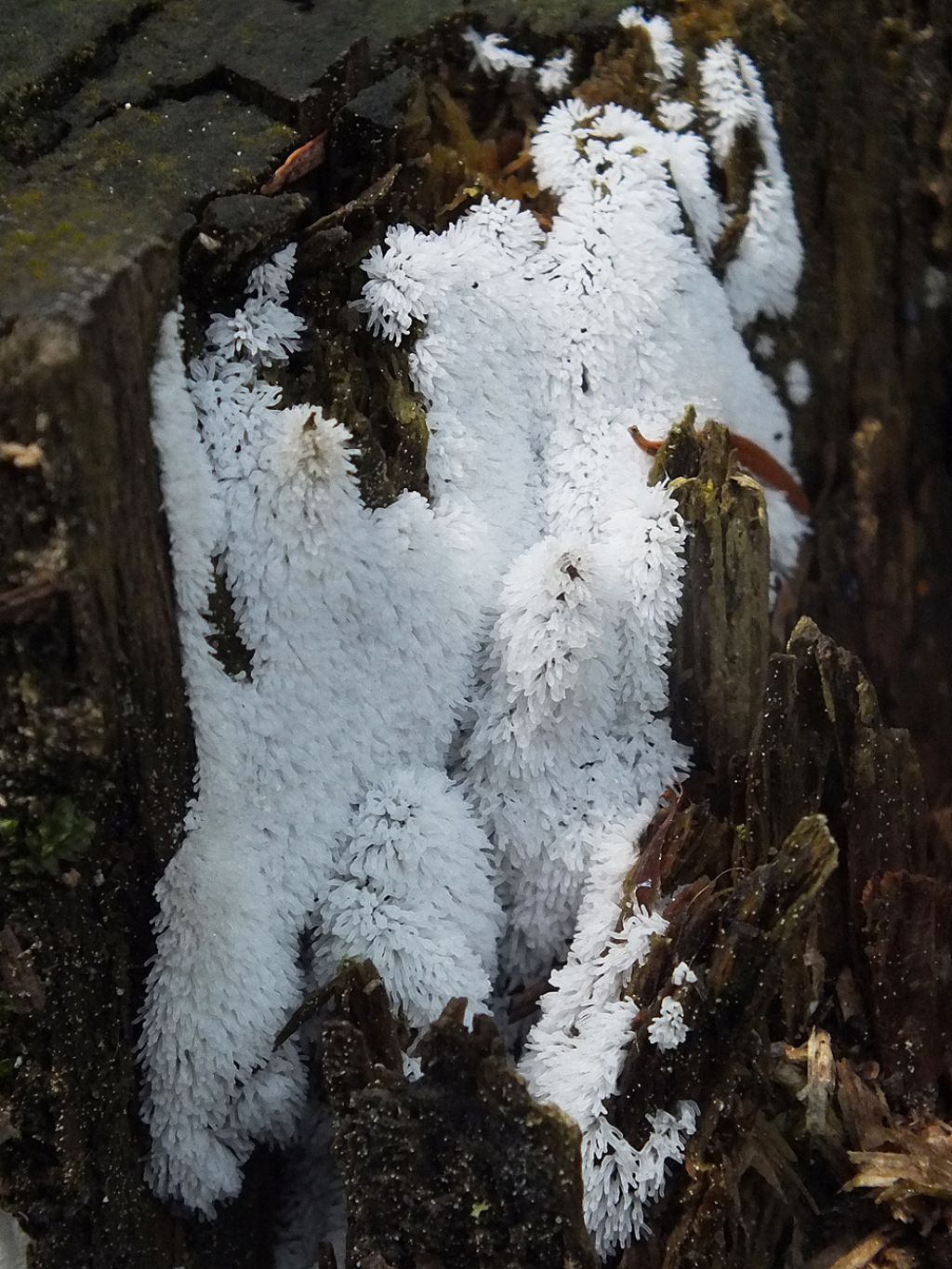 Ceratiomyxa fruticulosa