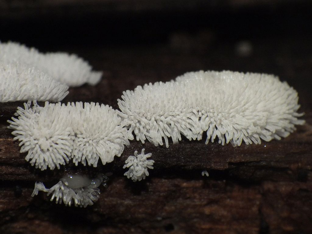 Ceratiomyxa fruticulosa