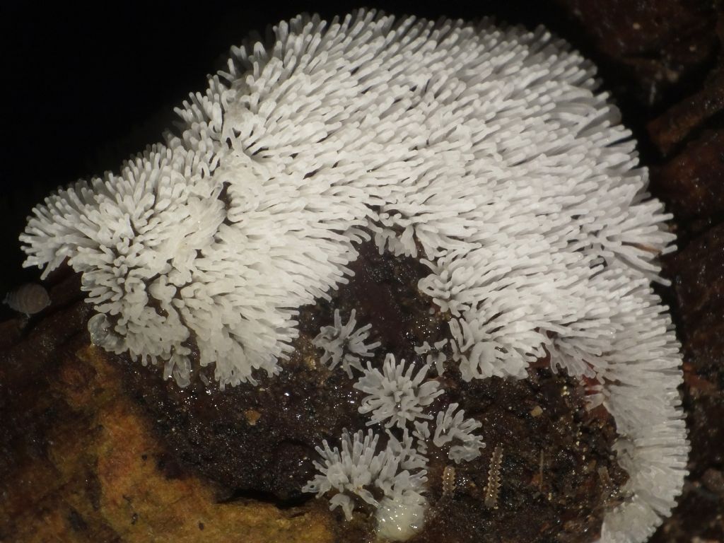 Ceratiomyxa fruticulosa