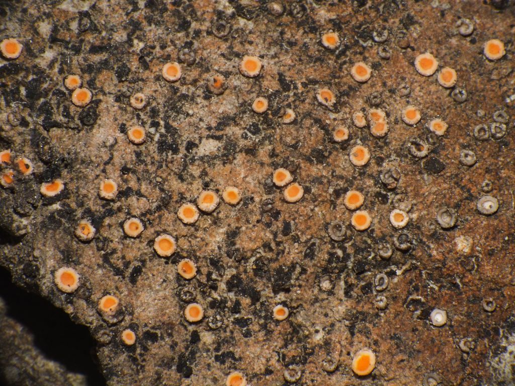 Gyalecta jenensis