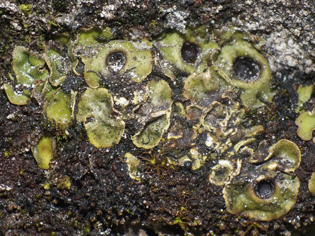 Solorina bispora subsp. macrospora