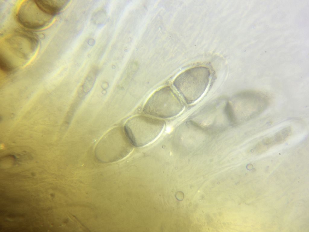 Solorina bispora subsp. macrospora