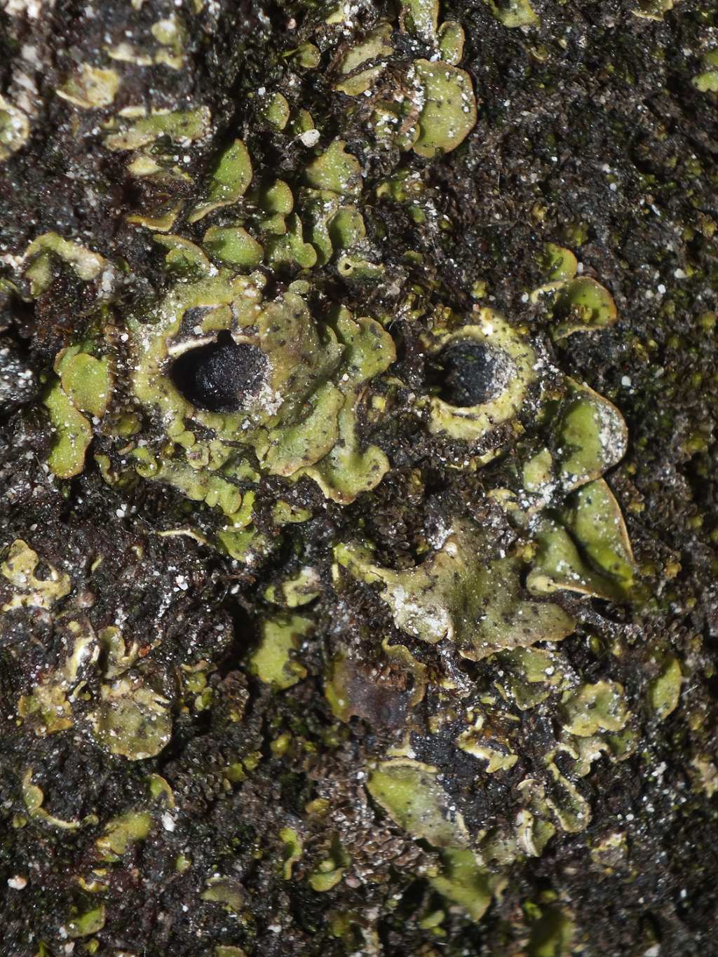 Solorina bispora subsp. macrospora