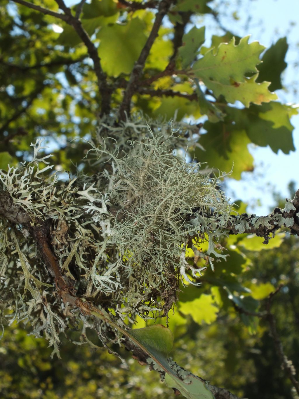 Usnea sp.