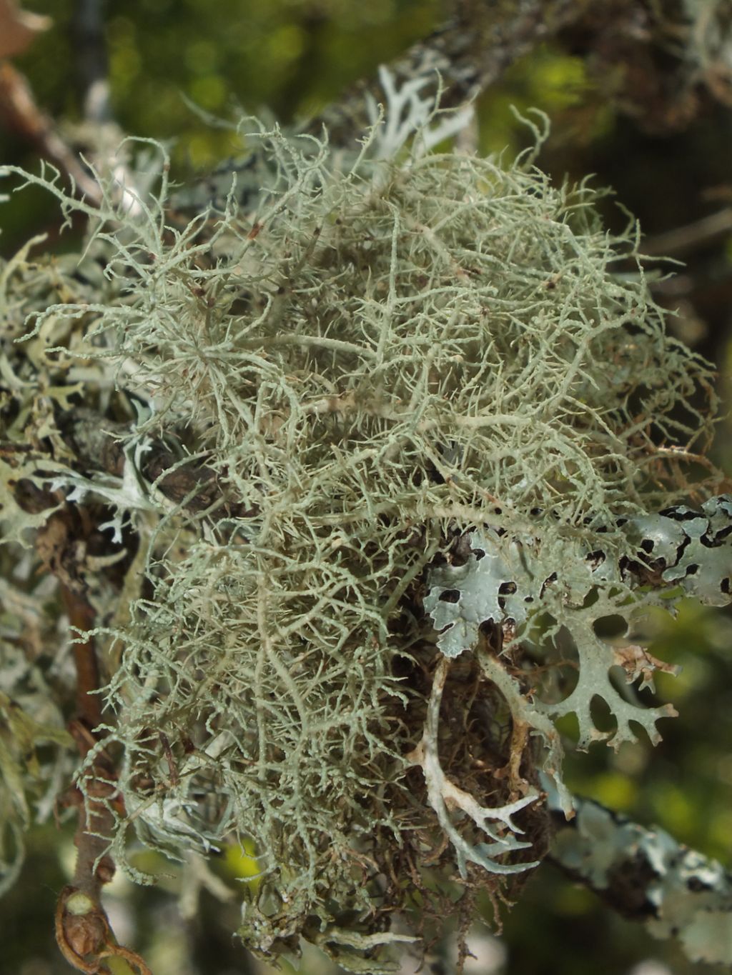 Usnea sp.