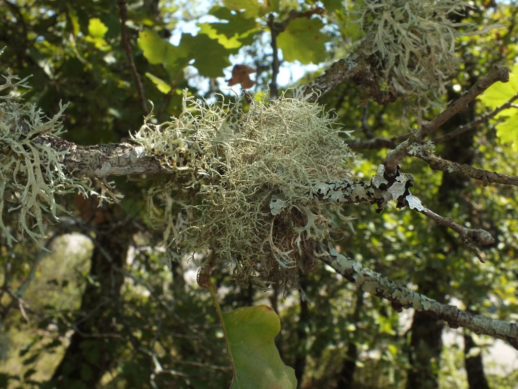 Usnea sp.