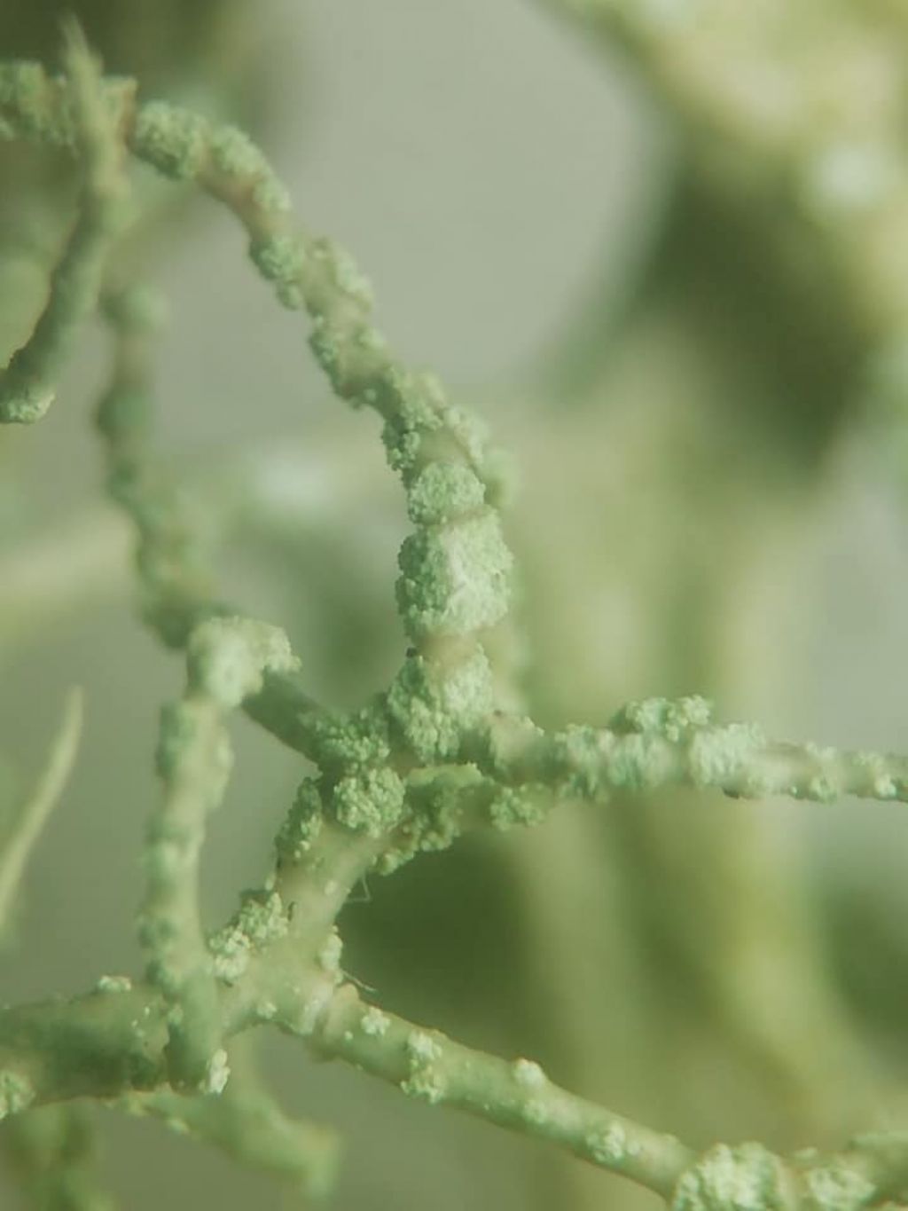 Usnea sp.