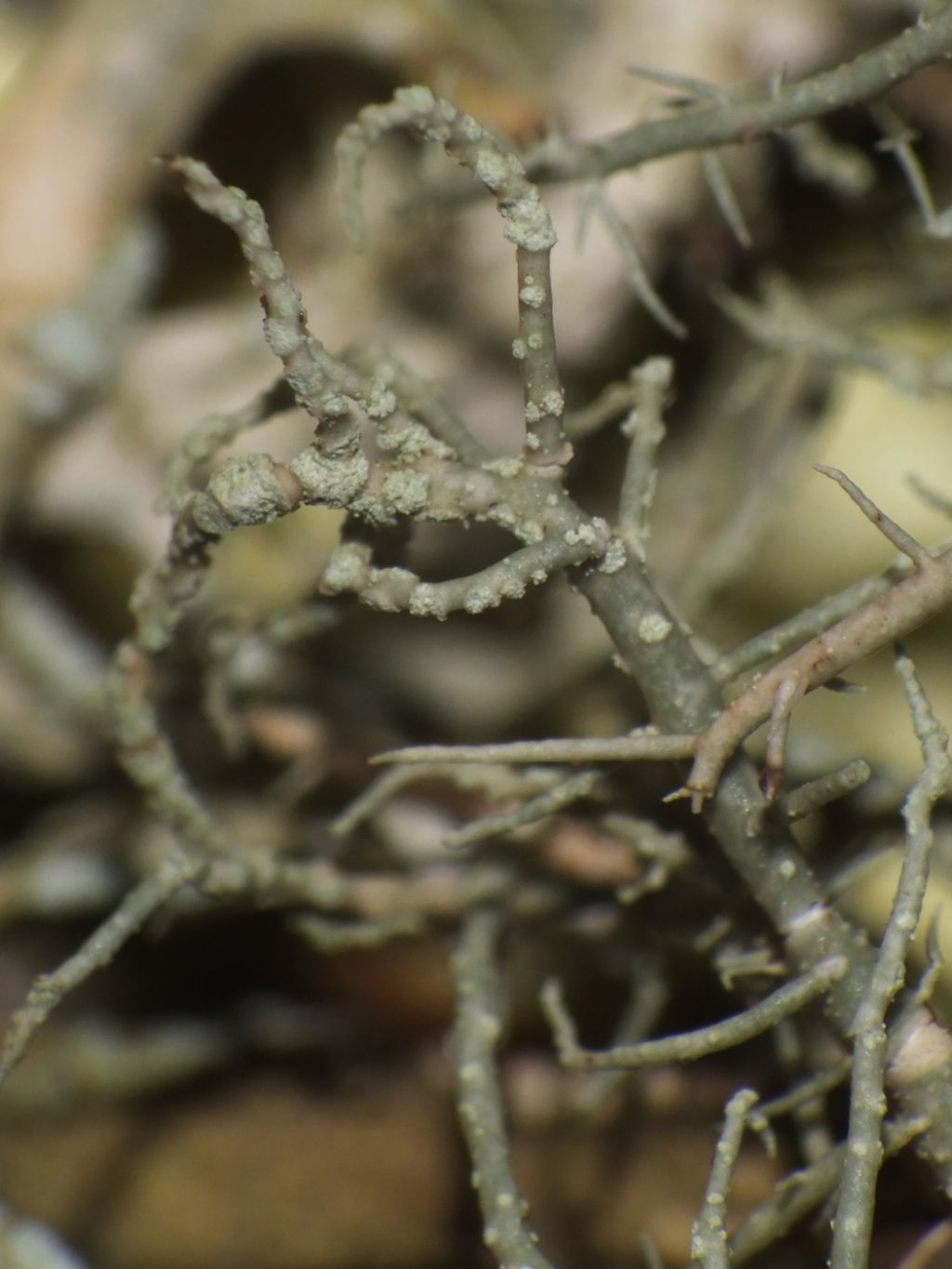 Usnea sp.