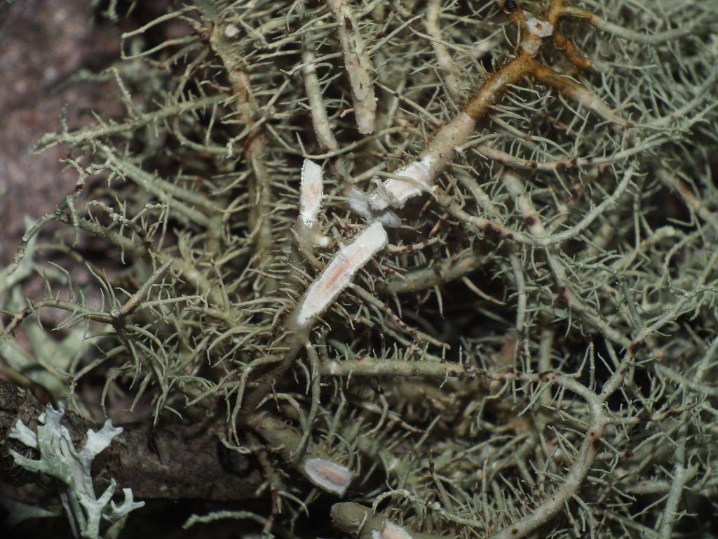 Usnea sp.