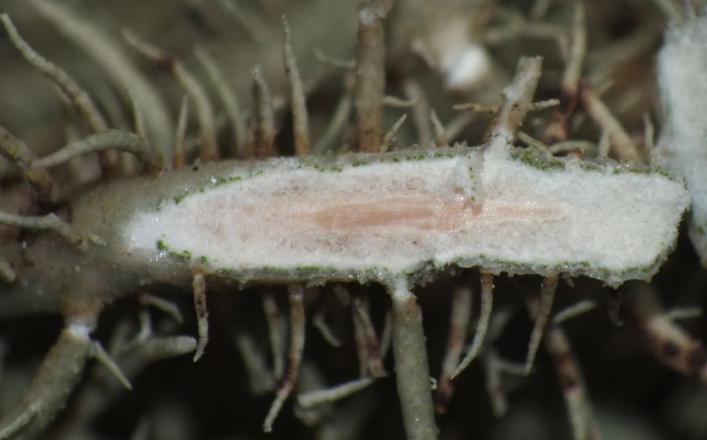 Usnea sp.